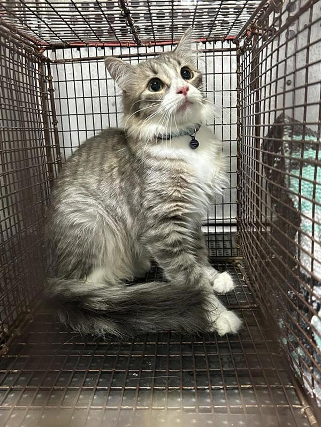 Shelter Stray Female Cat last seen TX, 7201 Levander Loop bldg a, Austin, TX 78702, USA