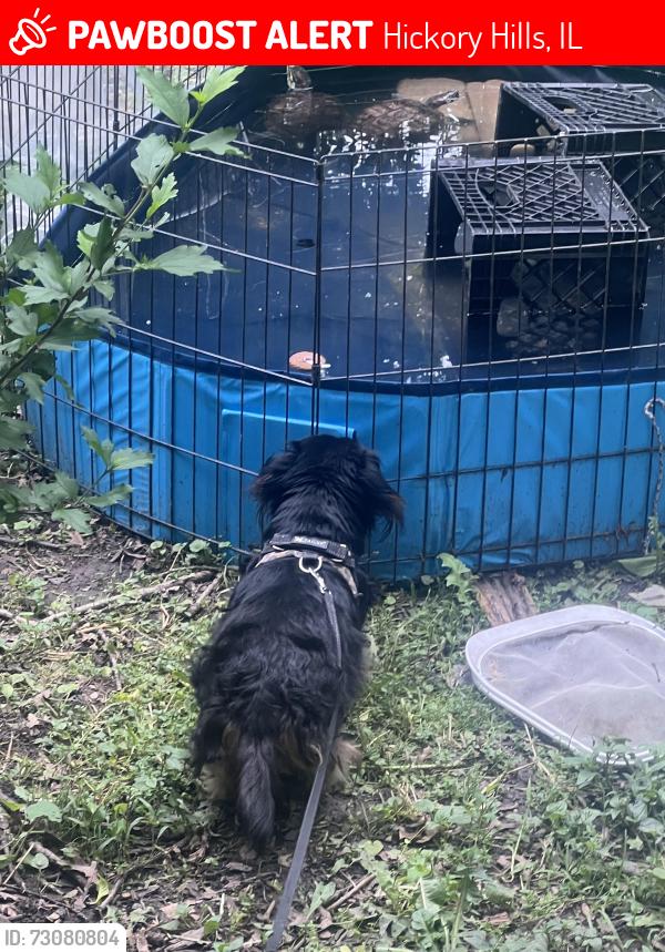 Lost Female Reptile last seen 95th and 82nd ct, Hickory Hills, IL 60457
