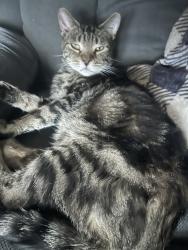 Lost Male Cat last seen Bustleton, Philadelphia, PA 19152