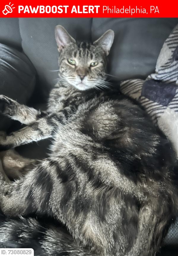 Lost Male Cat last seen Bustleton, Philadelphia, PA 19152