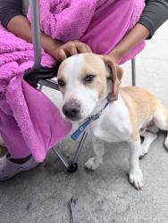 Found/Stray Male Dog last seen Ted Watkins Skatepark, Los Angeles, CA 90002