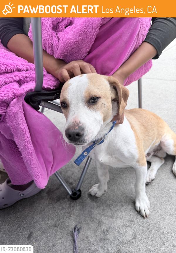Found/Stray Male Dog last seen Ted Watkins Skatepark, Los Angeles, CA 90002