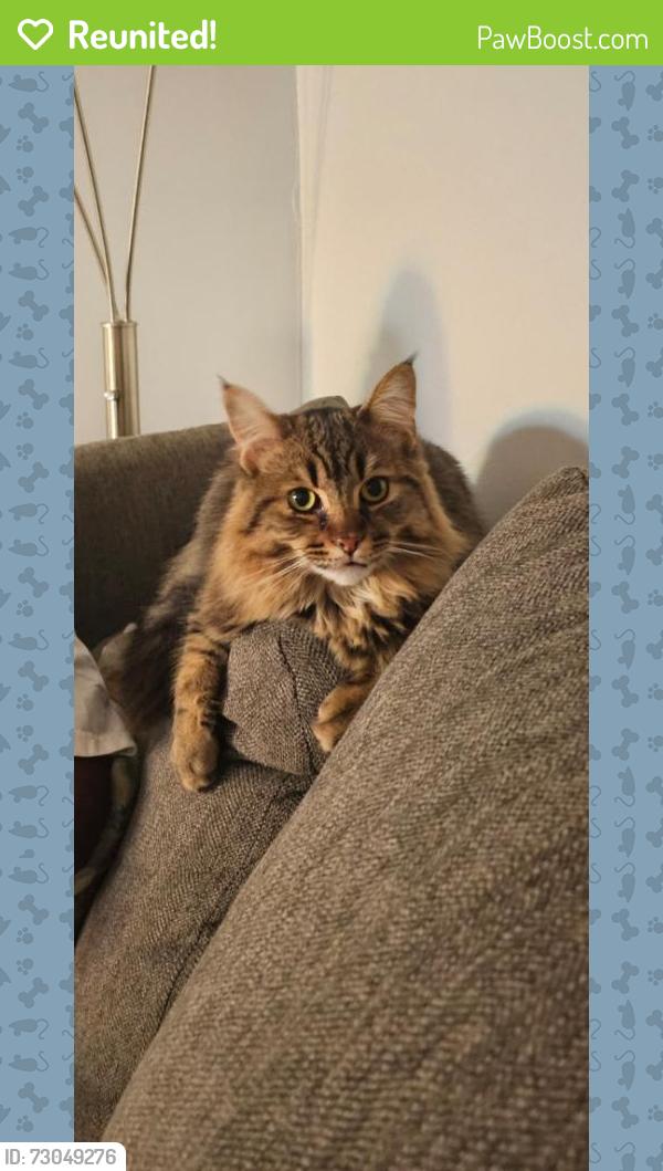 Reunited Male Cat last seen Issac Brock , Hamilton, ON L8J