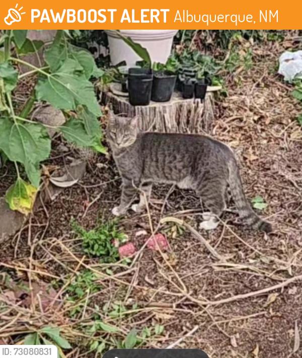 Found/Stray Unknown Cat last seen Moon ne and Indian School ne, Albuquerque, NM 87112
