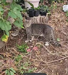 Found/Stray Unknown Cat last seen Moon ne and Indian School ne, Albuquerque, NM 87112