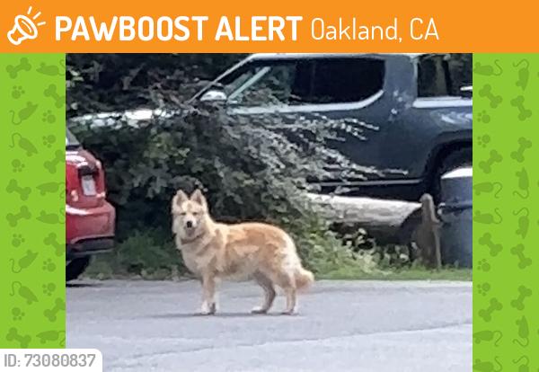 Found/Stray Unknown Dog last seen In the parking lot, heading towards trailhead, Oakland, CA 94611