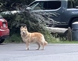 Found/Stray Unknown Dog last seen In the parking lot, heading towards trailhead, Oakland, CA 94611