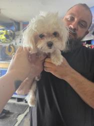Reunited Female Dog last seen Durant and St cloud, Durant, FL 33527