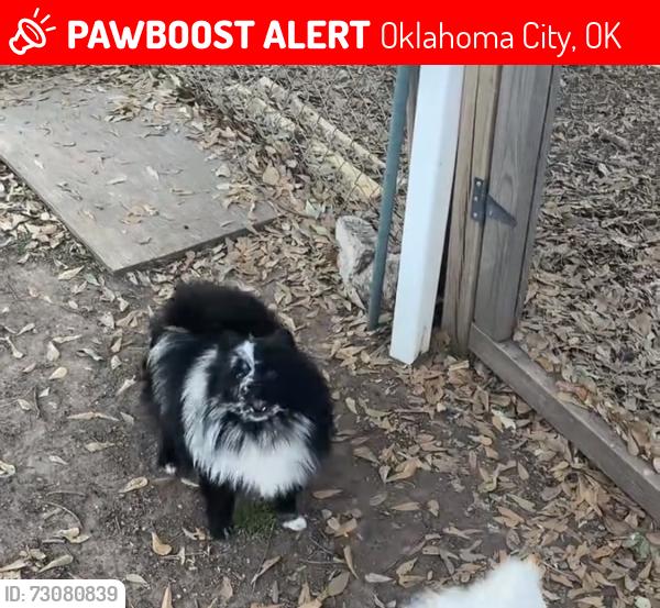 Lost Male Dog last seen Walker, Oklahoma City, OK 73129