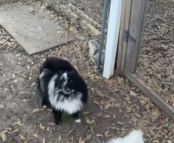 Lost Male Dog last seen Walker, Oklahoma City, OK 73129