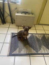 Lost Male Dog last seen Main st and Monroe, New Port Richey, FL 34653
