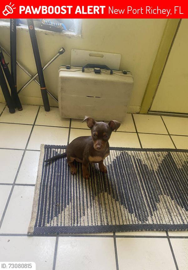 Lost Male Dog last seen Main st and Monroe, New Port Richey, FL 34653