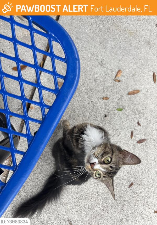 Found/Stray Unknown Cat last seen City Development Services Department lot 18th, Fort Lauderdale, FL 33311