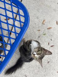 Found/Stray Unknown Cat last seen City Development Services Department lot 18th, Fort Lauderdale, FL 33311