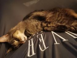 Reunited Female Cat last seen north of Ashburnham Road, Bedford, England MK40 1JX
