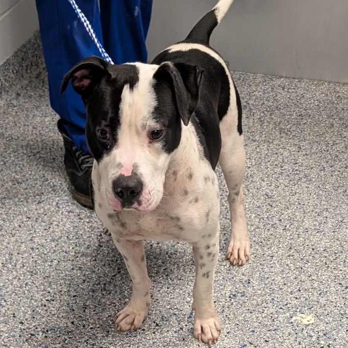 Shelter Stray Male Dog last seen , 328 Furman Hall Rd, Greenville, SC 29609, USA