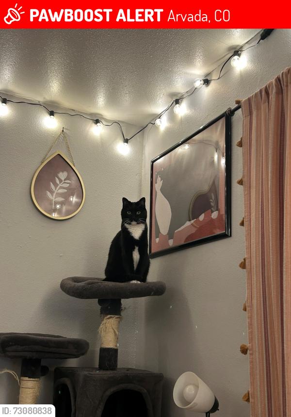 Lost Female Cat last seen W 80th Dr and Lamar St -- Southwest Edge of Lake Arbor., Arvada, CO 80003