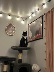 Lost Female Cat last seen W 80th Dr and Lamar St -- Southwest Edge of Lake Arbor., Arvada, CO 80003