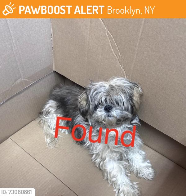 Found/Stray Female Dog last seen Someone had her , Brooklyn, NY 11229