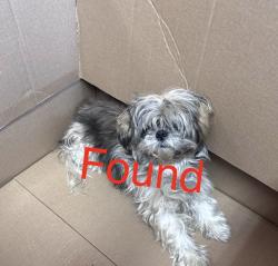 Found/Stray Female Dog last seen Someone had her , Brooklyn, NY 11229