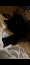 Lost Male Cat last seen Frobisher St/Raleighs Rd, Melton, VIC 3337