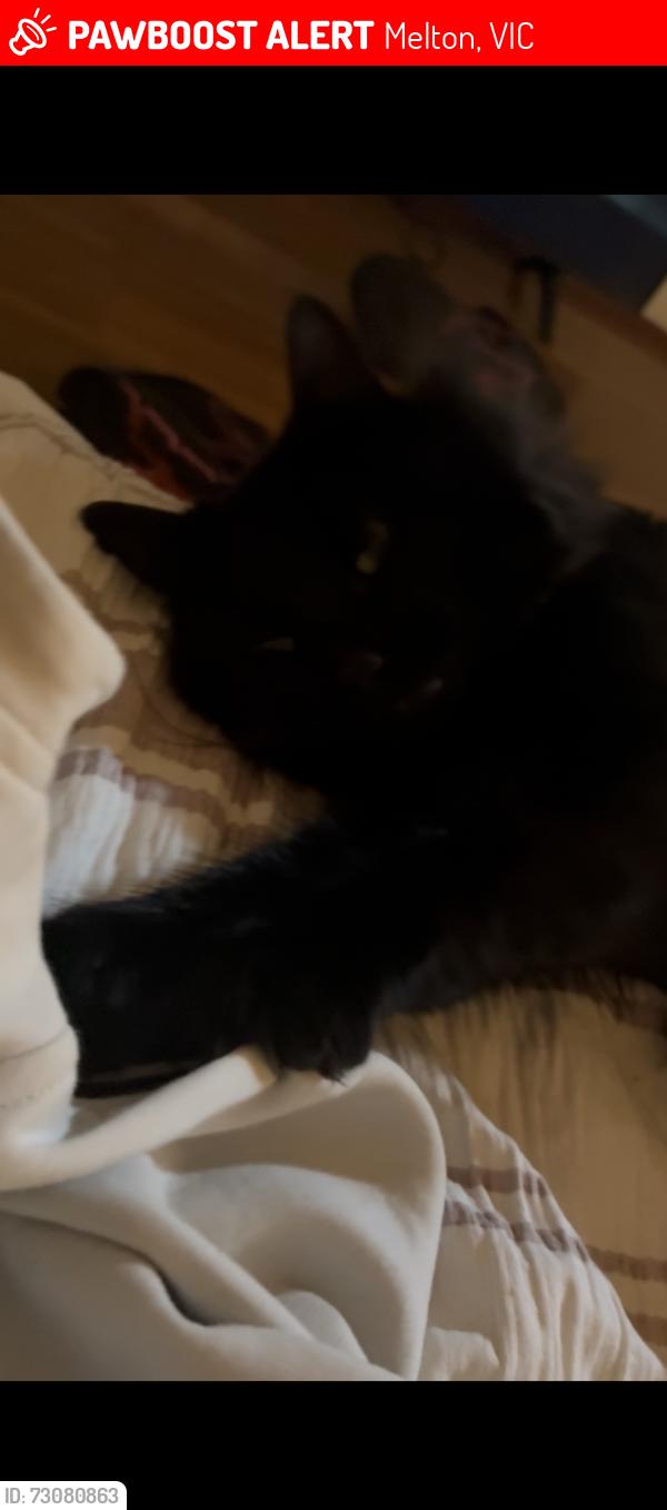 Lost Male Cat last seen Frobisher St/Raleighs Rd, Melton, VIC 3337