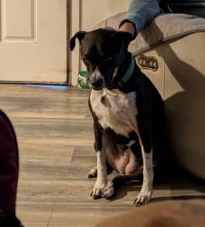 Reunited Female Dog last seen Forest Circle and Parsons Ave , Seffner, FL 33584