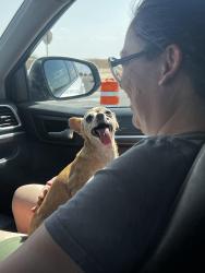 Reunited Female Dog last seen Zenair, Horizon City, TX 79928