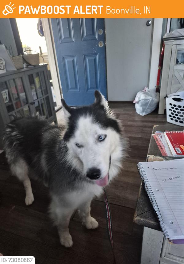 Found/Stray Female Dog last seen Law chevy, Boonville, IN 47601