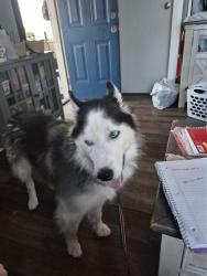 Found/Stray Female Dog last seen Law chevy, Boonville, IN 47601
