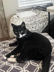 Lost Male Cat last seen Zenair, Horizon City, TX 79928