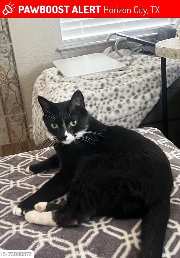Lost Male Cat last seen Zenair, Horizon City, TX 79928