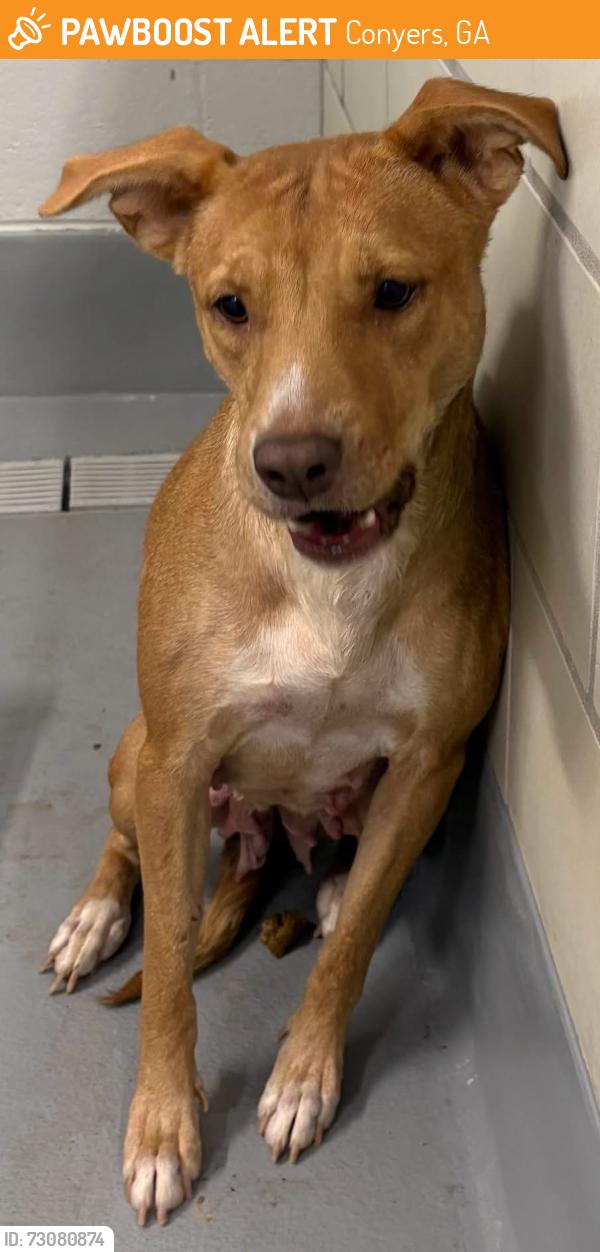 Found/Stray Female Dog last seen Located at Rockdale County Animal Service, 1506 Rockbridge Road, Conyers, GA 30012, Conyers, GA 30012