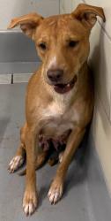 Found/Stray Female Dog last seen Located at Rockdale County Animal Service, 1506 Rockbridge Road, Conyers, GA 30012, Conyers, GA 30012