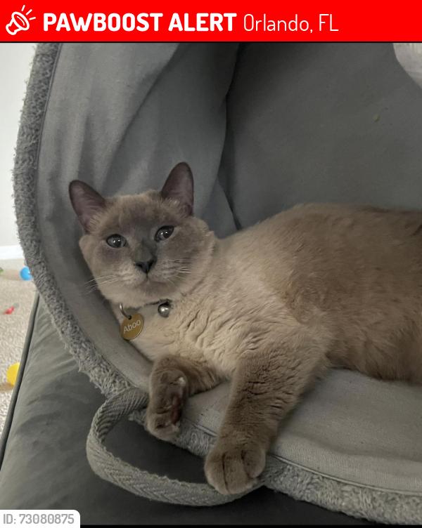 Lost Male Cat last seen Near winding lake circle, Orlando, FL 32835