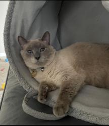 Lost Male Cat last seen Near winding lake circle, Orlando, FL 32835