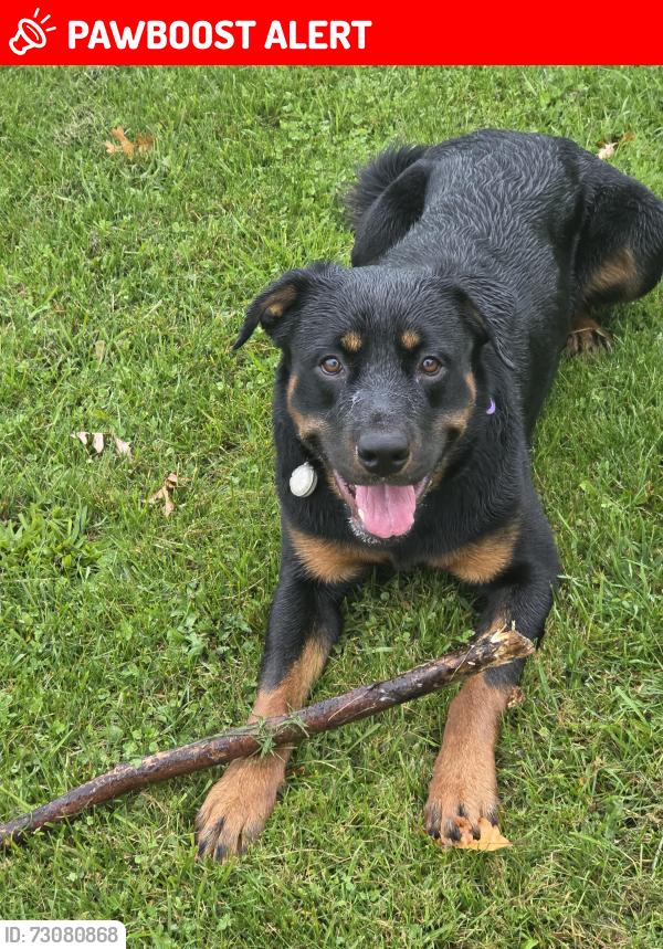 Lost Male Dog last seen Jones Beach , St. Catharines, ON L2R 6P9