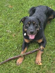 Lost Male Dog last seen Jones Beach , St. Catharines, ON L2R 6P9