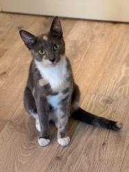 Found/Stray Unknown Cat last seen Found near Musser Park, Lancaster, PA 17604