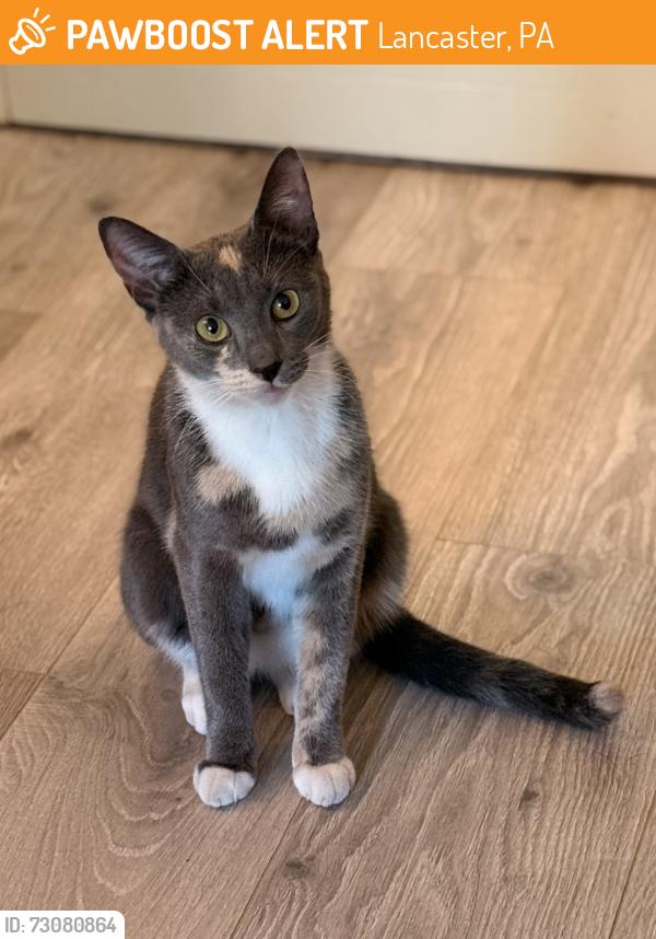 Found/Stray Unknown Cat last seen Found near Musser Park, Lancaster, PA 17604