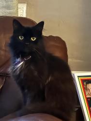 Reunited Male Cat last seen Burnage, Burnage, England M19