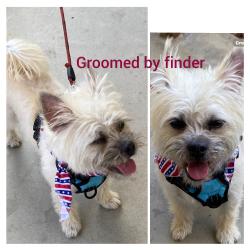 Found/Stray Unknown Dog last seen Floral and Mednik, East Los Angeles, CA 90022