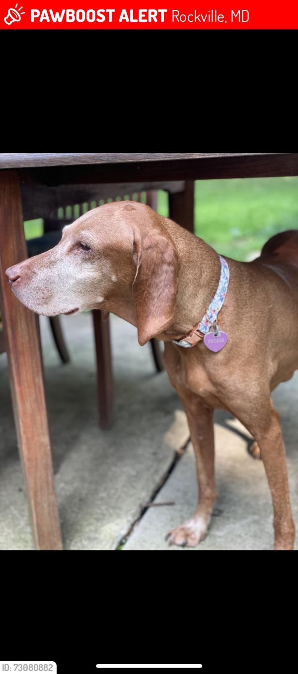 Lost Female Dog last seen Woods behind Columbia Court in College Gareems , Rockville, MD 20850