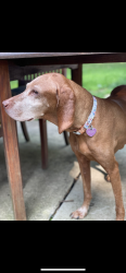 Lost Female Dog last seen Woods behind Columbia Court in College Gareems , Rockville, MD 20850