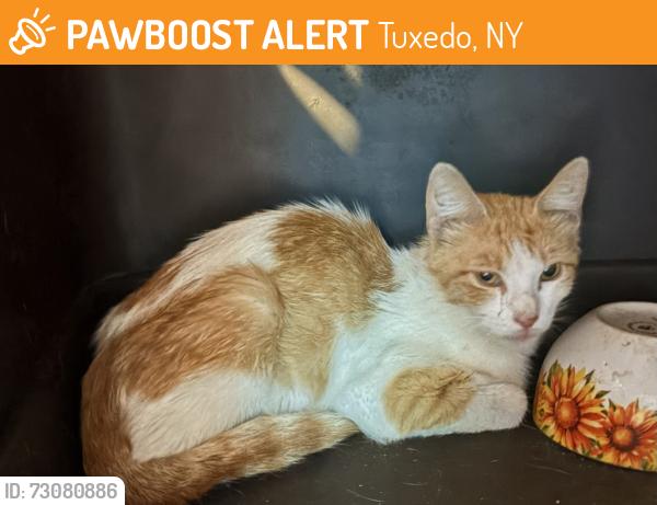 Found/Stray Female Cat last seen Orange turnpike, Tuxedo, NY 10975