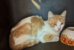 Found/Stray Female Cat last seen Orange turnpike, Tuxedo, NY 10975