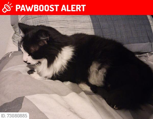 Lost Male Cat last seen Chesford Road, Luton, England LU2 8DT
