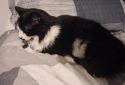 Lost Male Cat last seen Chesford Road, Luton, England LU2 8DT