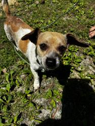 Found/Stray Male Dog last seen Swansboro Belgrade Road, Swansboro, NC 28584