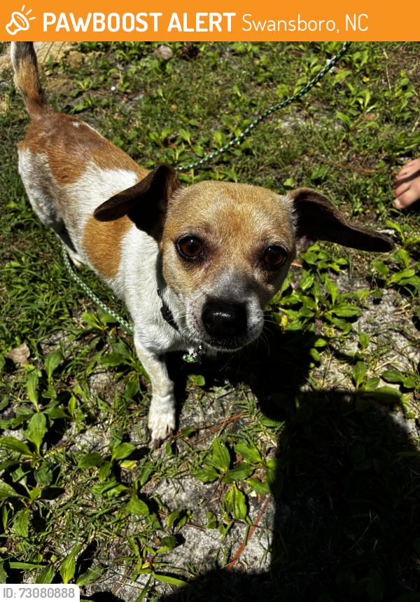 Found/Stray Male Dog last seen Swansboro Belgrade Road, Swansboro, NC 28584